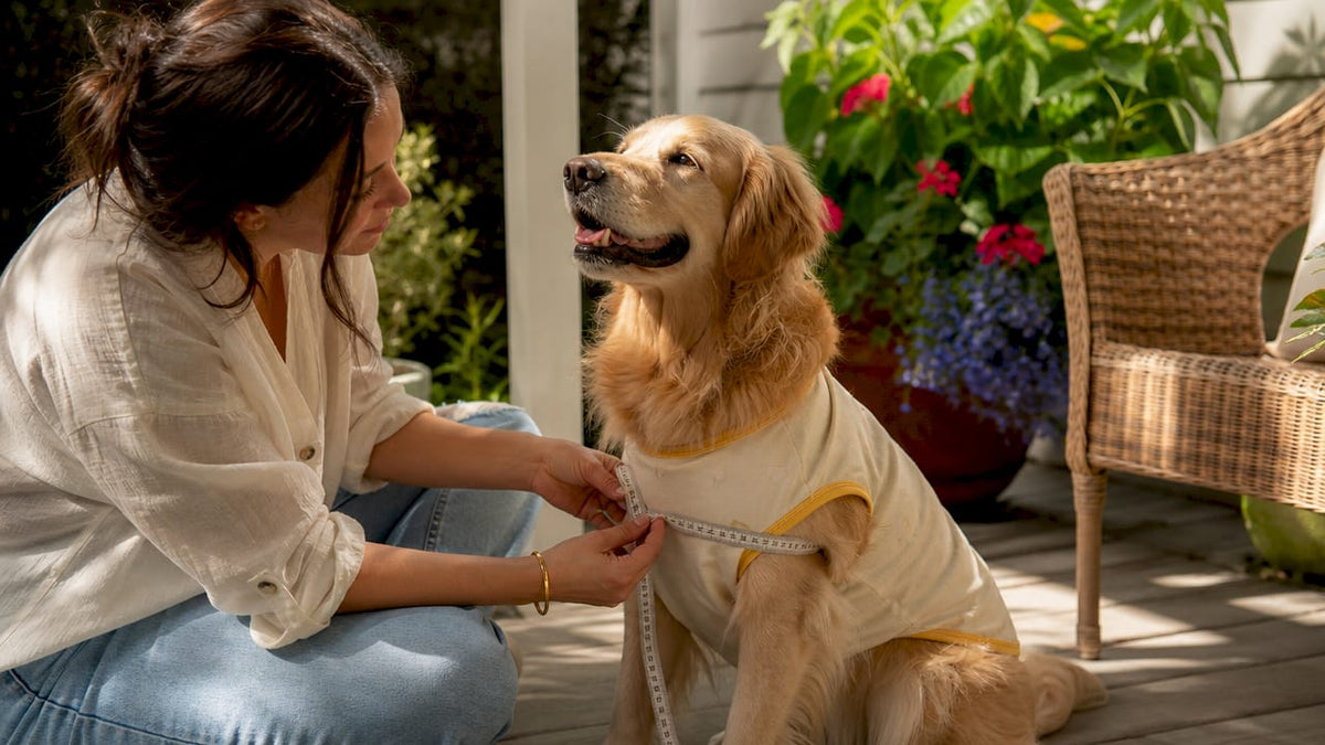 Owner measuring dog for comfortable apparel