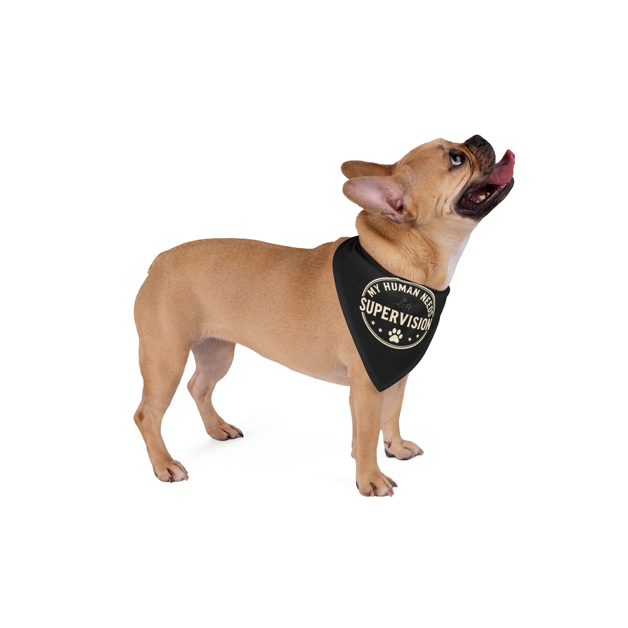 Funny Aussie Dog Bandana | My Human Needs Supervision Minimalist Pet Bandana