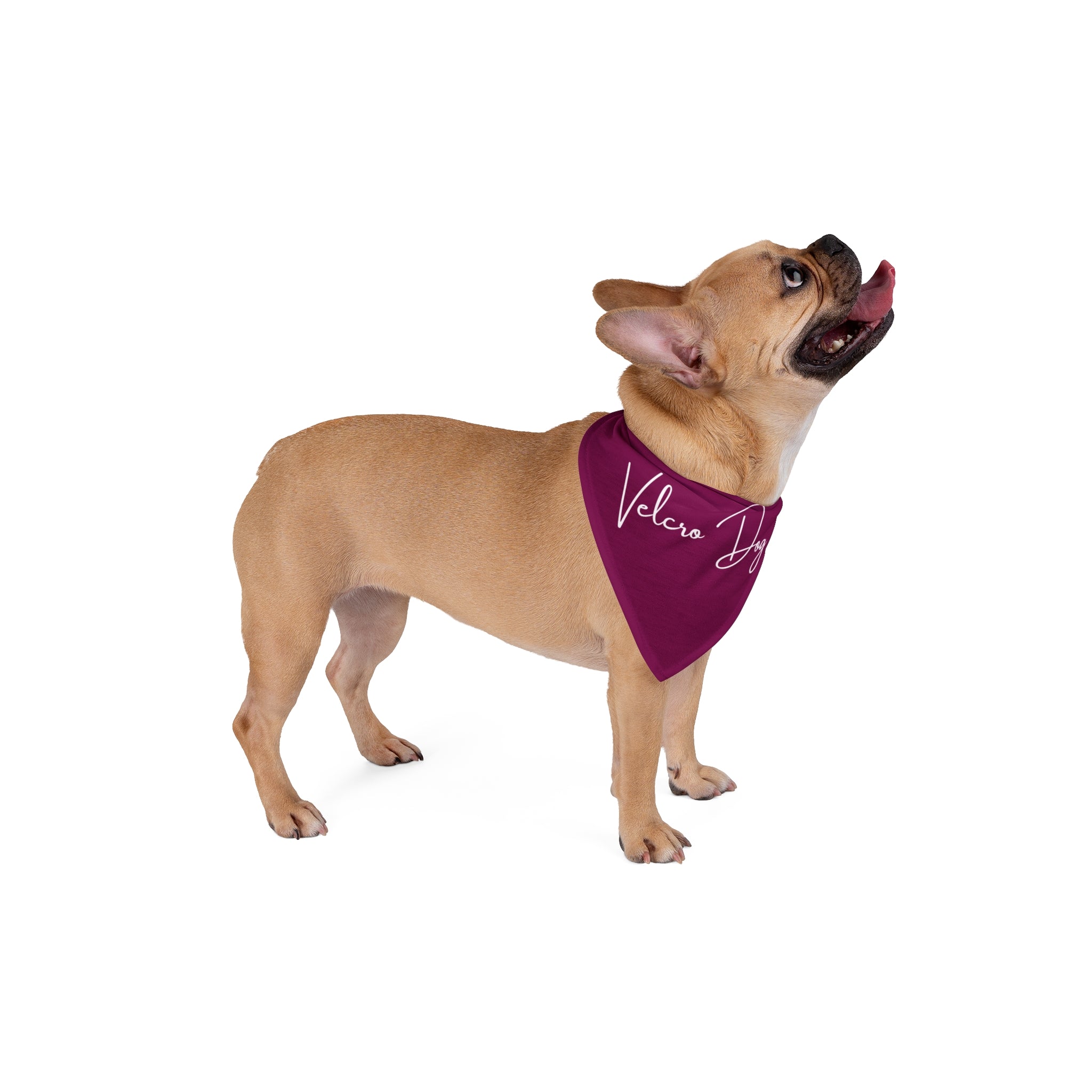 Velcro Dog Pet Bandana | Funny Aussie Dog Bandana for Velcro Dogs