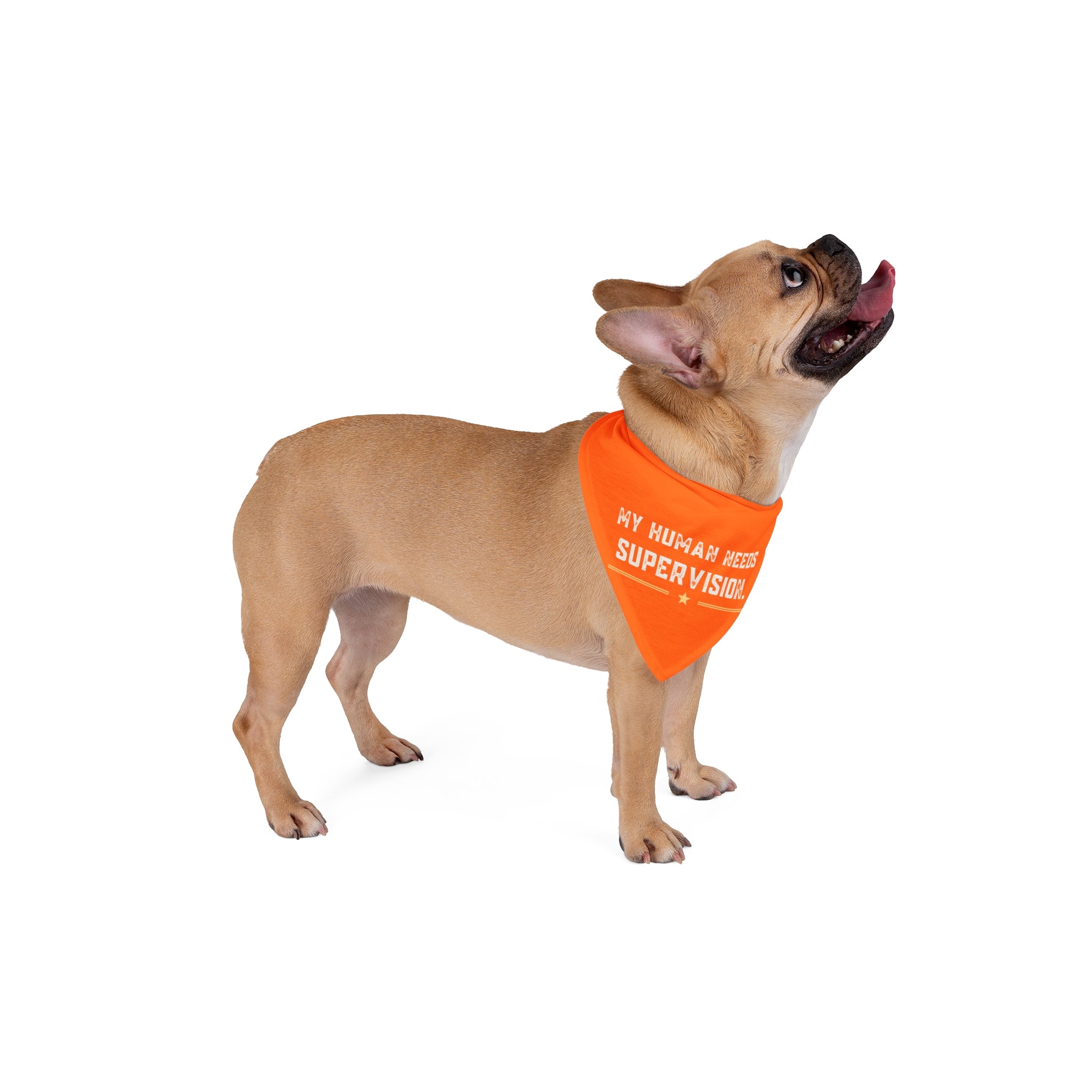 My Human Needs Supervision Dog Bandana | Funny Australian Shepherd Pet Bandana